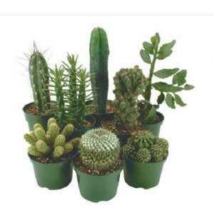 Les cactus sont facile d'entretien et aiment le soleil direct