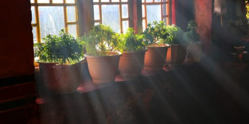 Choisir ses plantes d&rsquo;intérieur